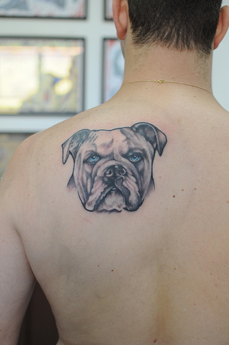 Black And Grey Bulldog Head Tattoo On Man Left Back Shoulder