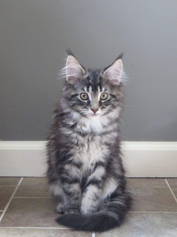 Black And Silver Maine Coon Kitten