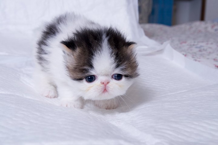 Black And White Brindle Persian Kitten
