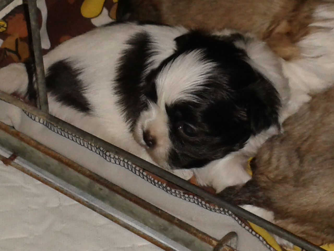 Black And White Cute Little Shih Tzu Puppy