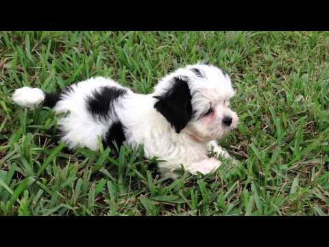 Black And White Cute Shih Tzu Puppy Sitting On Grass