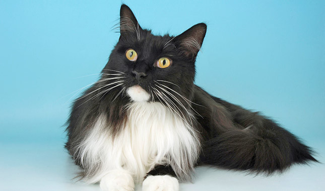 Black And White Maine Coon