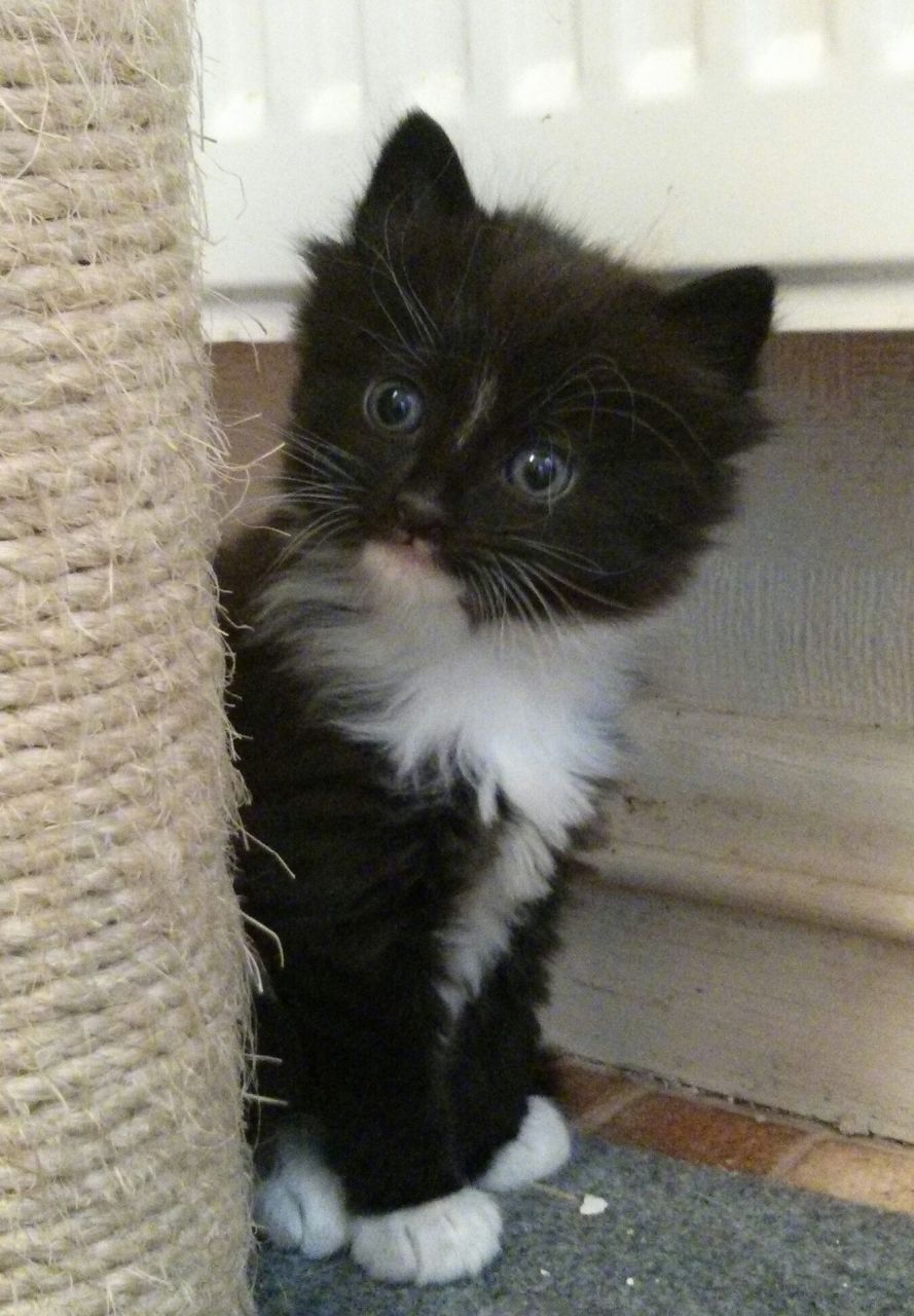 Black And White Ragdoll Kitten