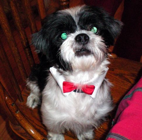 Black And White Shih Tzu Dog With Green Eyes