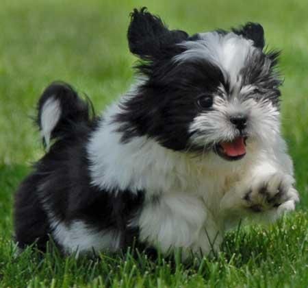 Black And White Shih Tzu Puppy Running