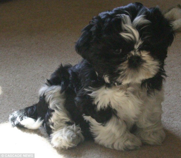 Black And White Shih Tzu Puppy Sitting