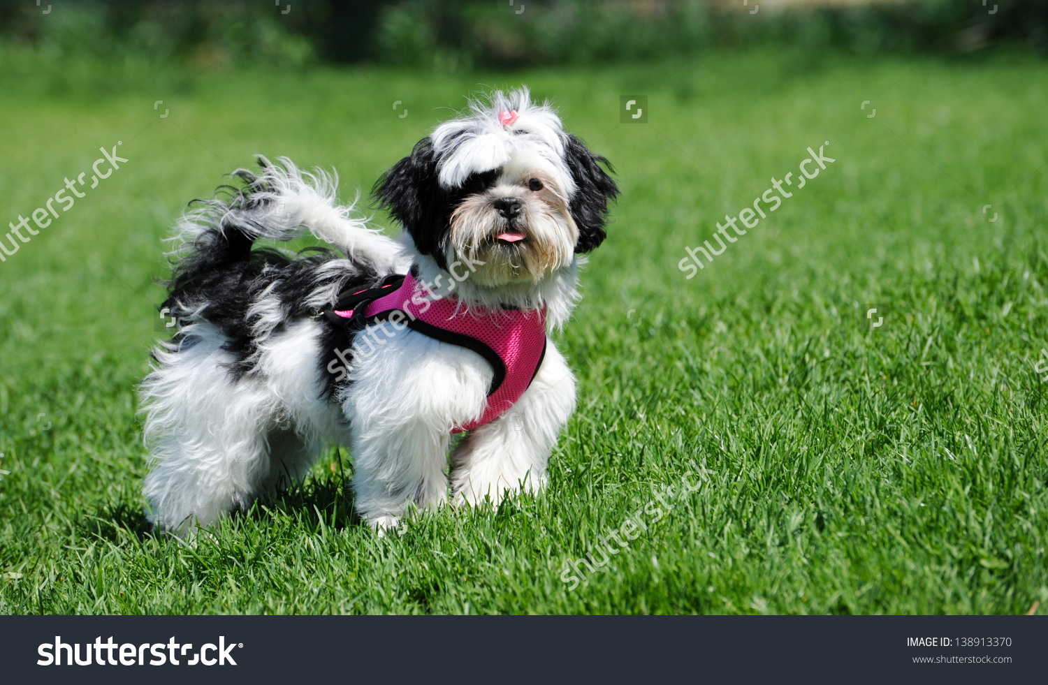 Black And White Shih Tzu Puppy Wearing Harness