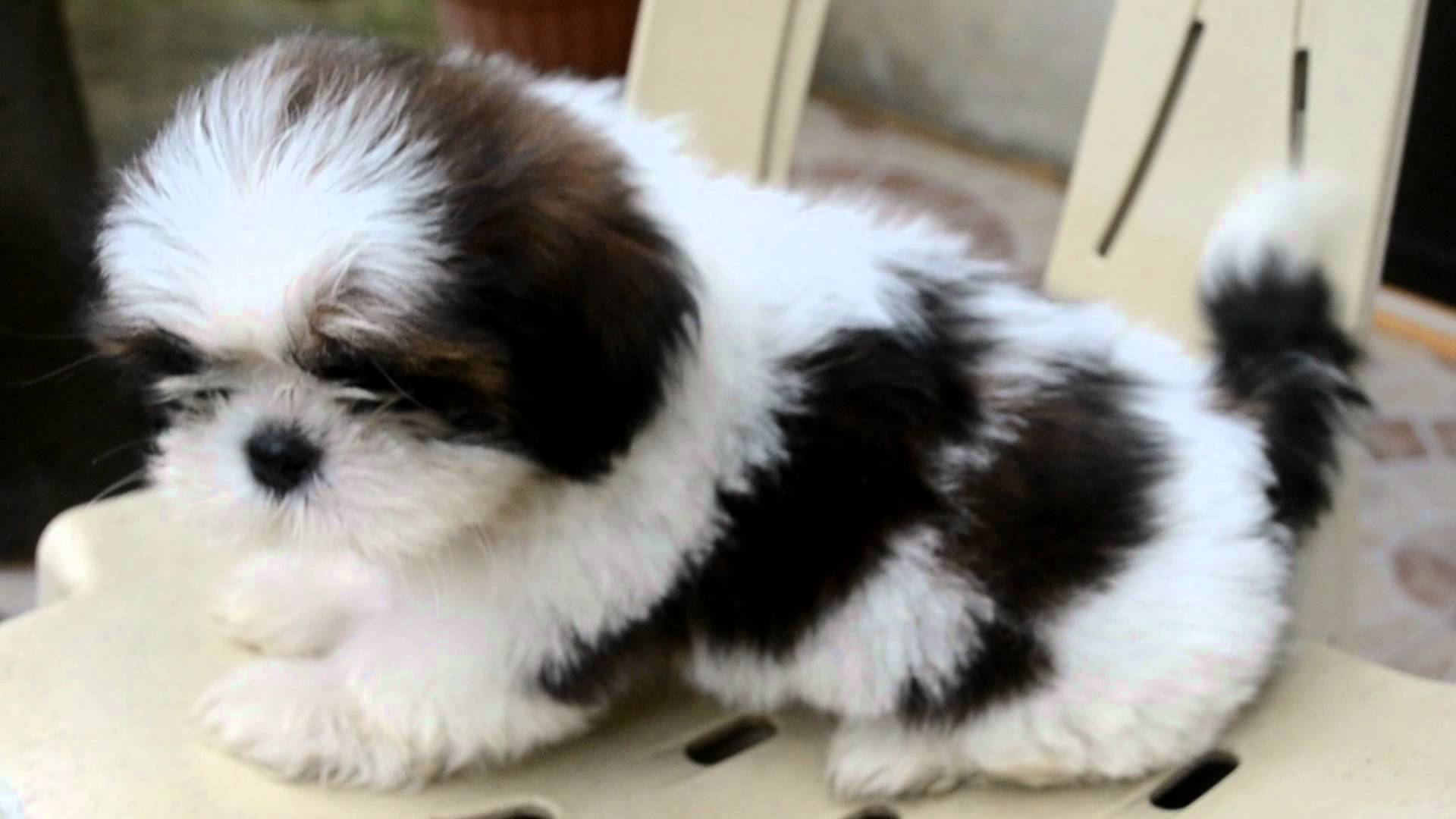 Black And White Shih Tzu Puppy