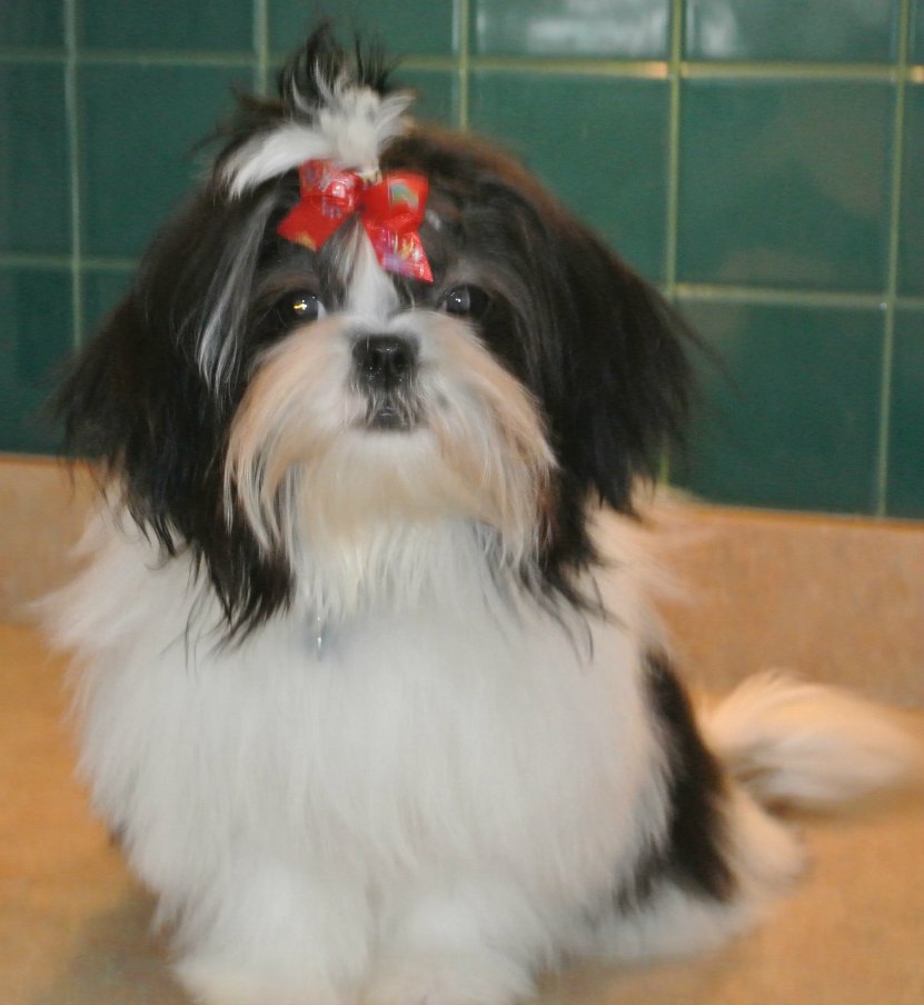 Black And White Shih Tzu With Red Bow