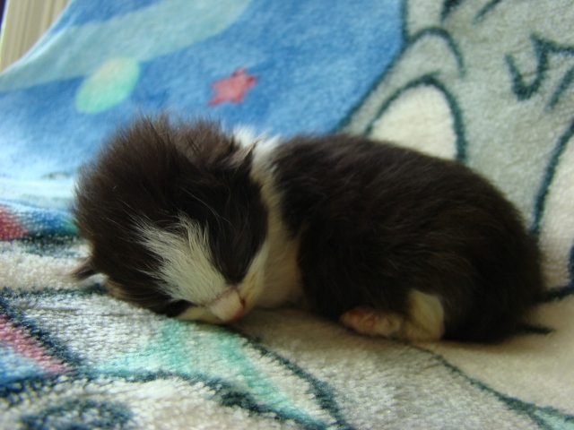 Black And White Sleeping Ragdoll Kitten