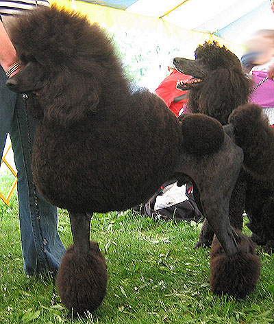 Black Cropped Poodle Dog
