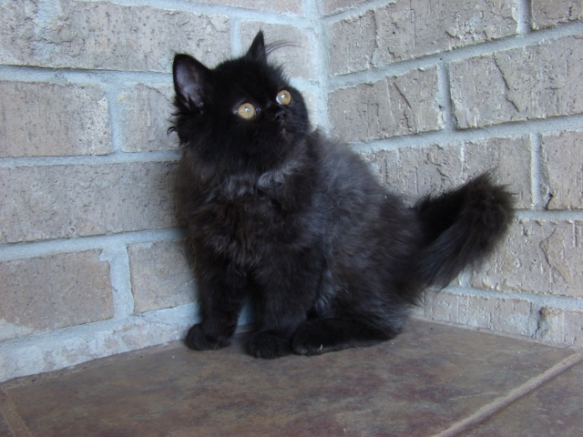 Black Cute Ragdoll Kitten