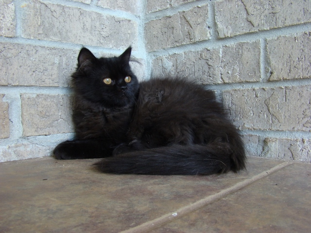 Black Female Persian Kitten