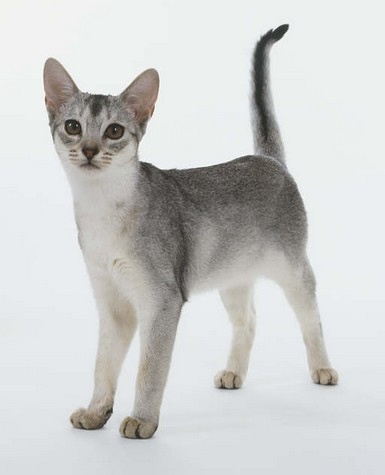 Black Grey Abyssinian Cat Image