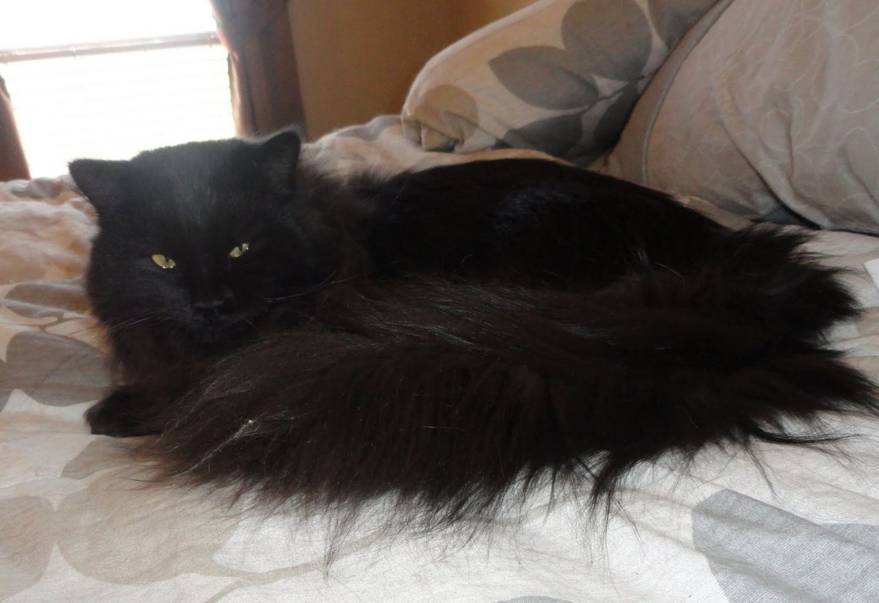 Black Hairy Ragdoll Cat