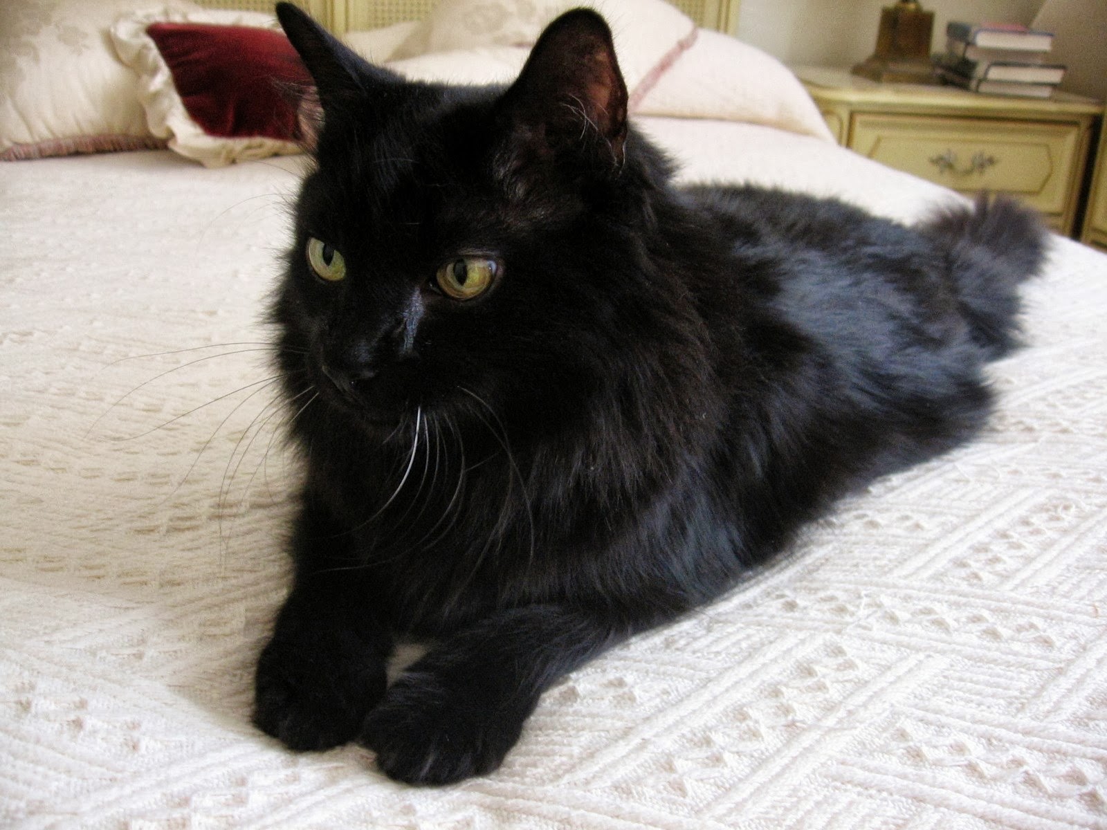Black Long Hair Ragdoll Cat