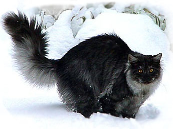Black Maine Coon Cat In Snow
