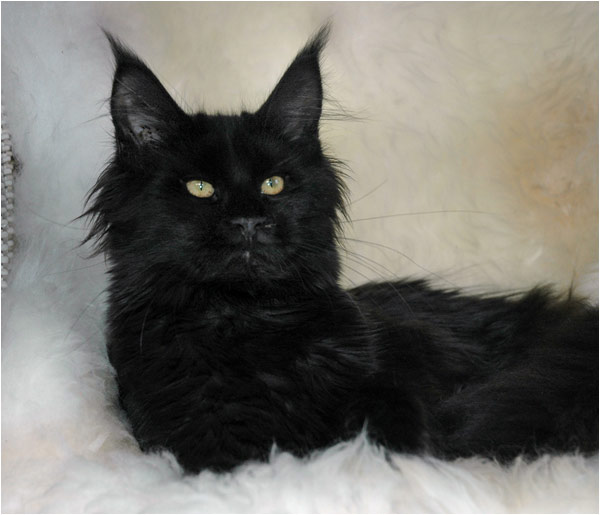 Black Maine Coon Cat Picture