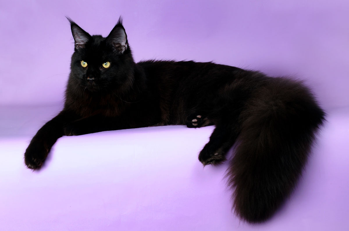 Black Maine Coon Siting Picture