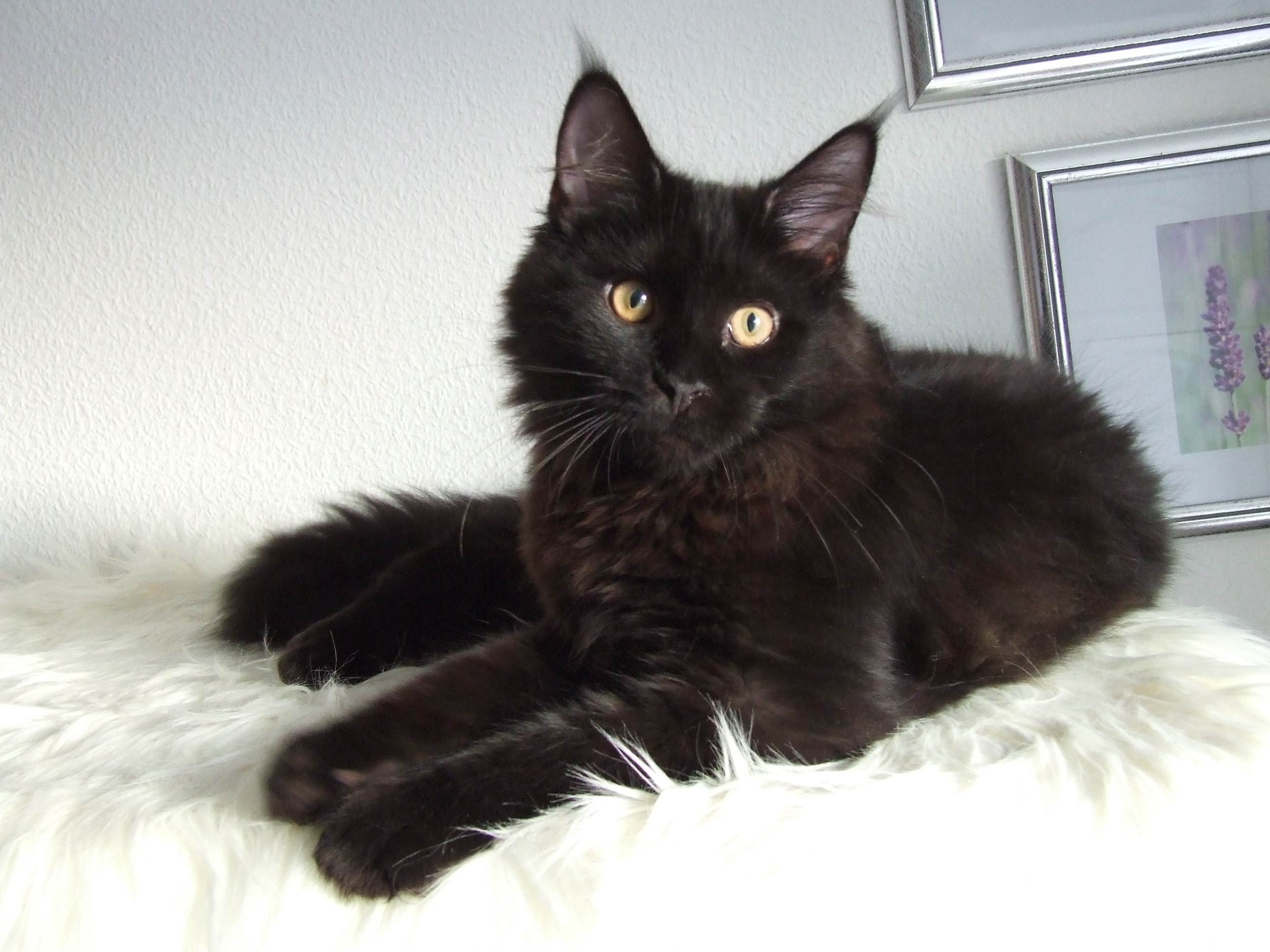 Black Maine Coon Sitting On Bed