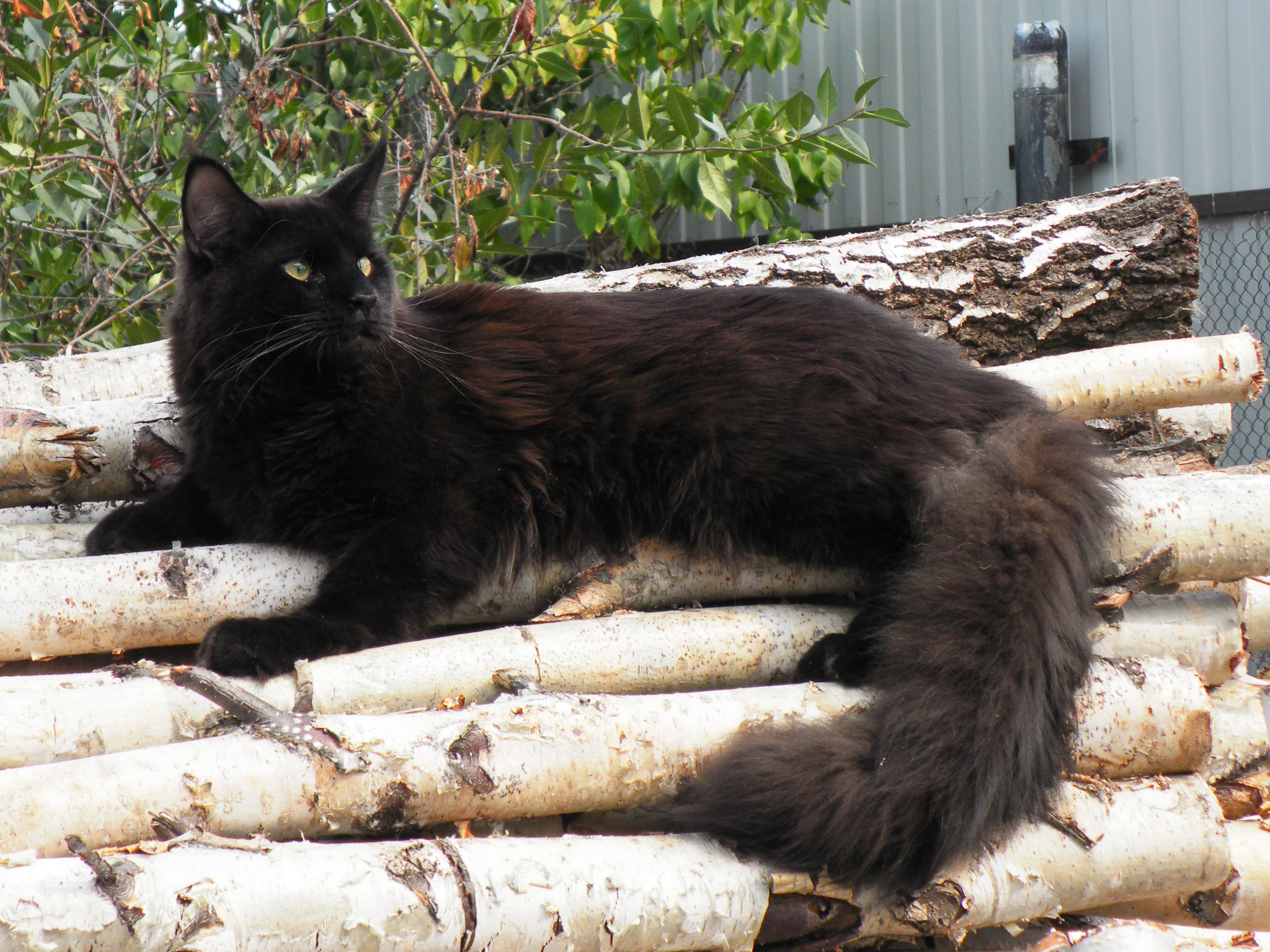 Black Maine Coon Sitting On Woods