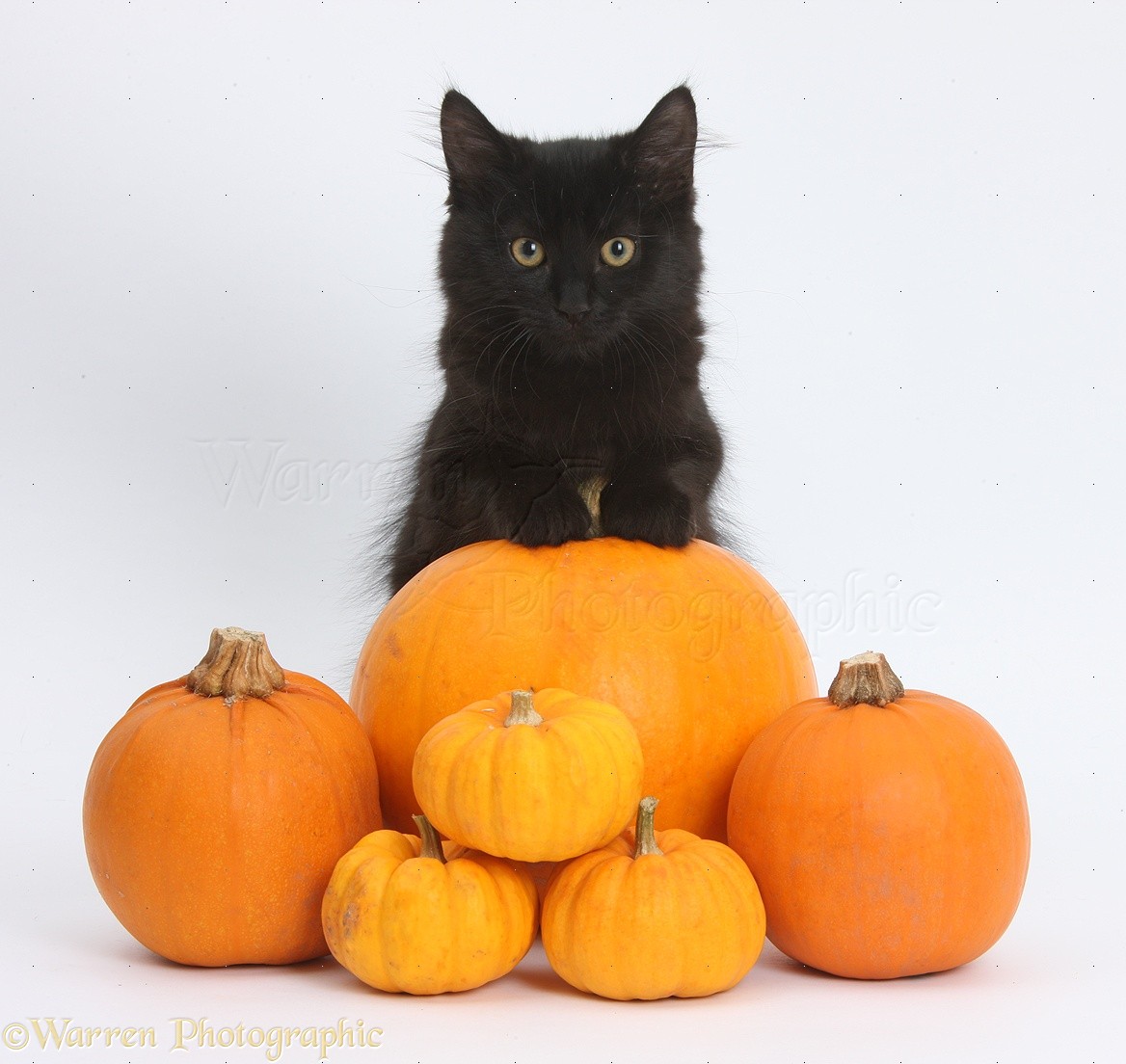 Black Maine Coon With Pumpkins
