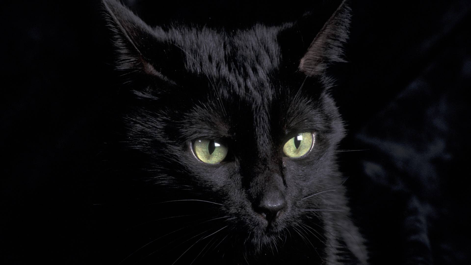 Black Persian Cat Face Wallpaper