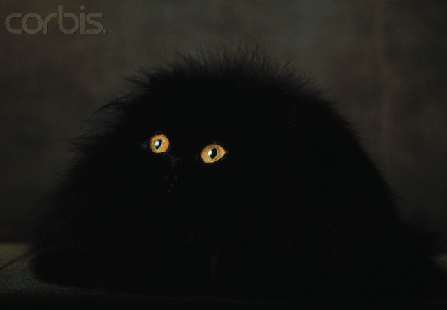 Black Persian Cat Yellow Eyes