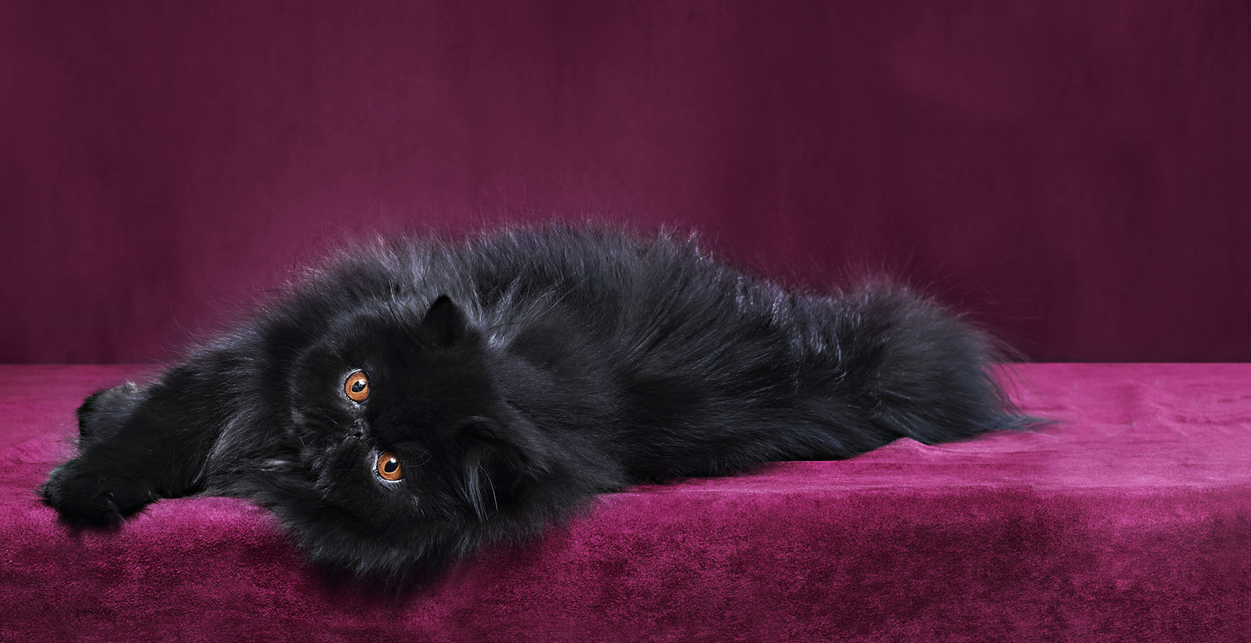Black Persian Cat Laying On Purple Velvet Sheet