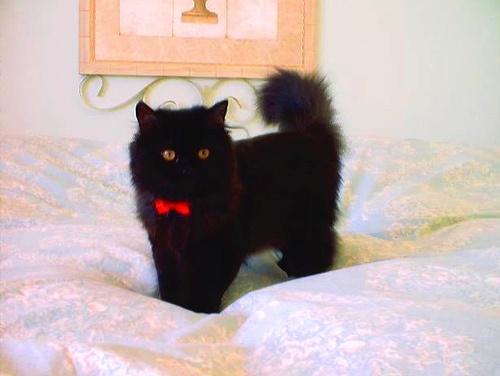 Black Persian Cat On Bed