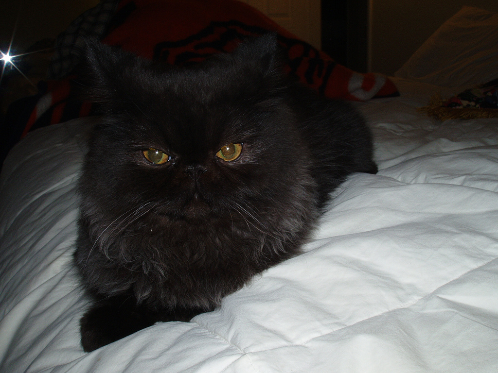 Black Persian Cat Sitting On Bed Picture