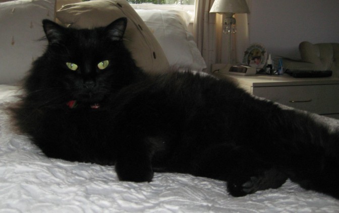 Black Persian Cat Sitting On Bed