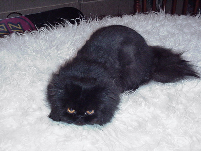 Black Persian Cat Sitting On Couch