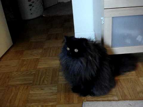 Black Persian Cat Sitting On Floor