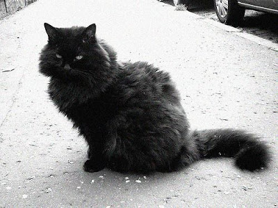 Black Persian Cat Sitting On Road