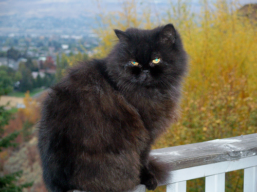 Black Persian Cat Sitting On Wood Railing