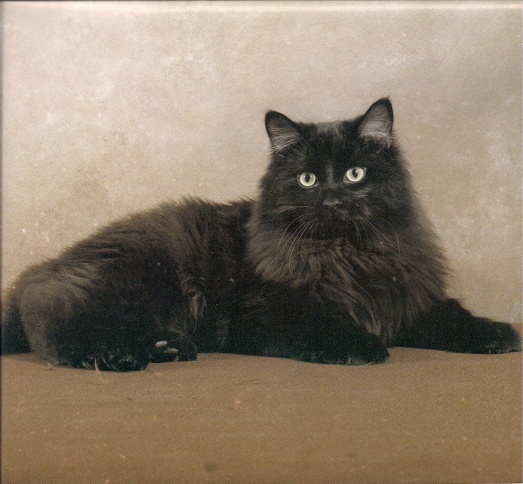 Black Persian Cat Sitting