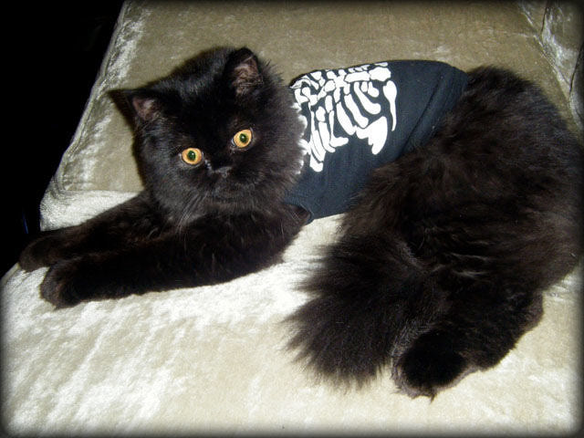 Black Persian Cat Wearing Sweater