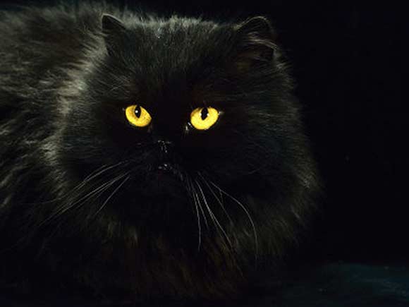 Black Persian Cat With Yellow Eyes
