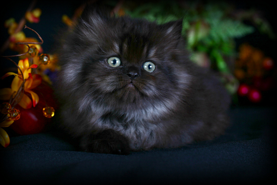 Black Persian Kitten Picture