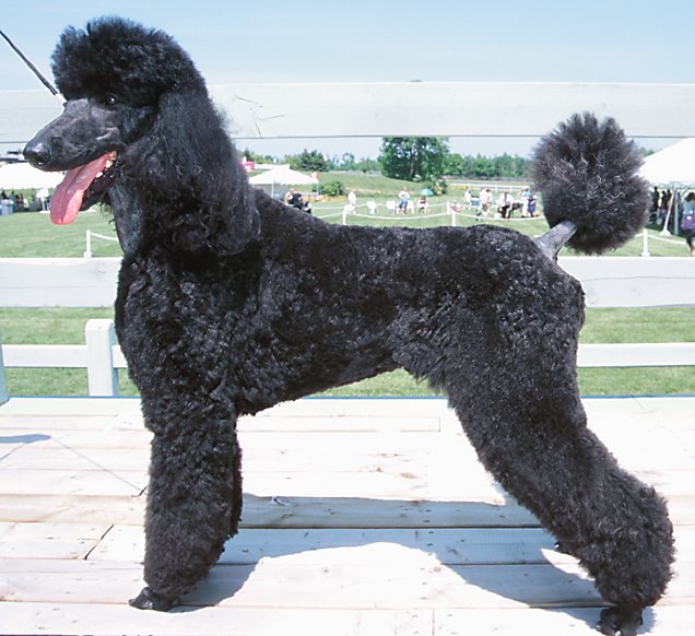 Black Poodle Dog Picture