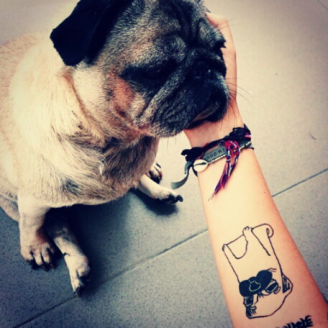Black Pug Dog Tattoo On Forearm