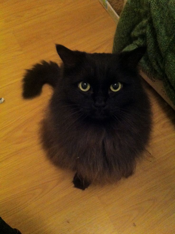 Black Ragdoll Cat Picture