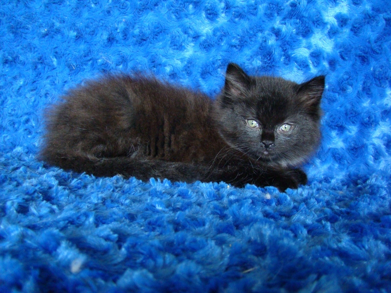 Black Ragdoll Cat Sitting On Blue Couch
