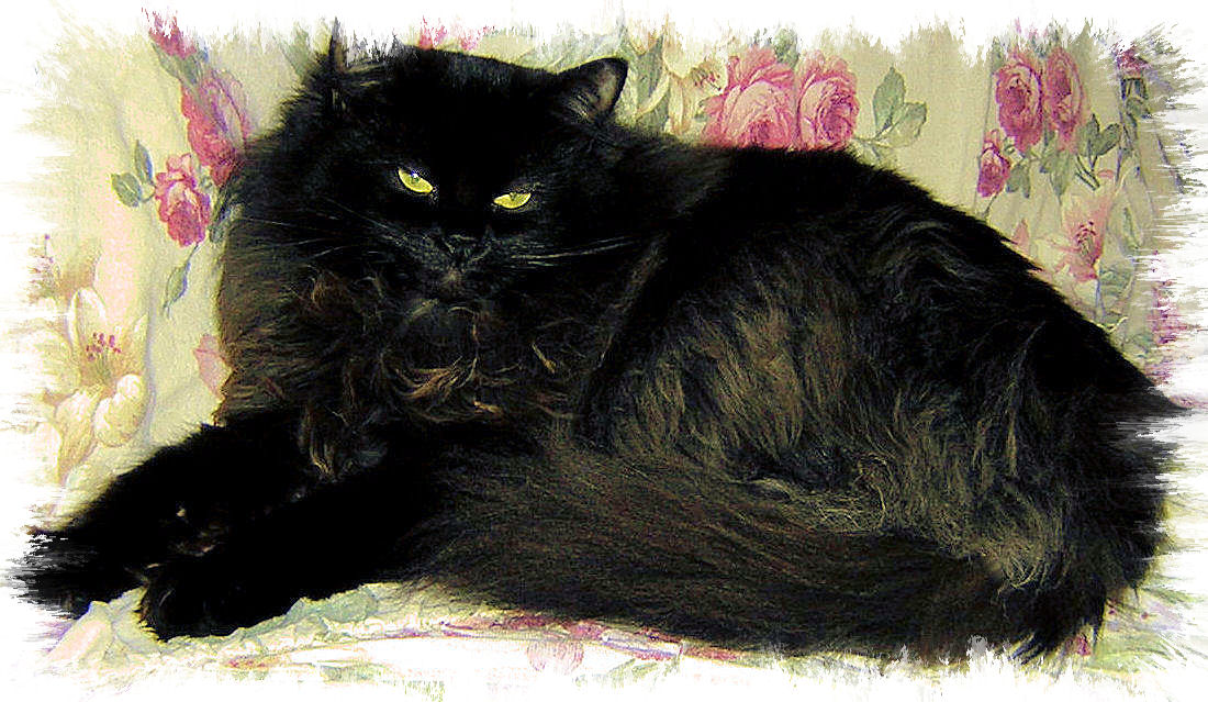 Black Ragdoll Cat Sitting