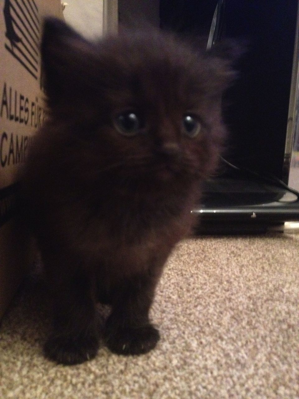 Black Ragdoll Fluffy Kitten