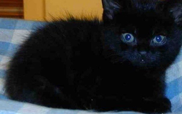 Black Ragdoll Kitten Closeup