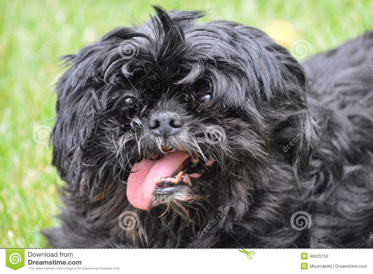 Black Shih Tzu Dog Close Up Picture