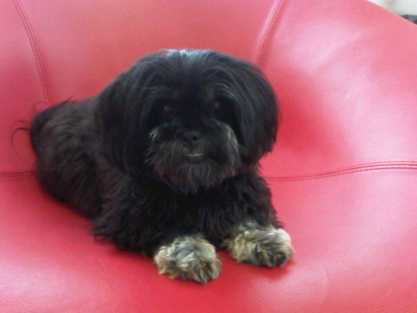 Black Shih Tzu Dog Sitting On Red Couch
