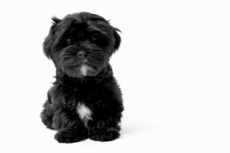 Black Shih Tzu Puppy Image
